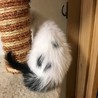 美猫に育った白黒個性的柄★ピノコちゃん サムネイル4