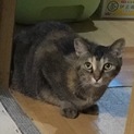 [避妊済み]身寄りの無い 女の子 里親募集中