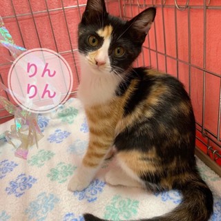 ふんばり親子猫　三毛猫 ふんばり親子猫 三毛猫 ふんばり親子猫 三毛猫 Yahoo