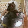 ファンシーラットの里親様を探しています サムネイル5