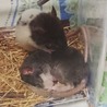 ファンシーラットの里親様を探しています サムネイル7