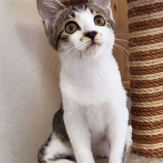 募集一時停止 ☆ウメコちゃん