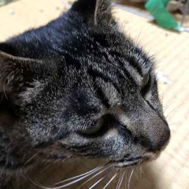 暑さが、落ち着いて、ほっと一息。エサやりさんの離れは、暑く、扇風機だけです。相棒のチョコと、2匹ゲージ暮らし。