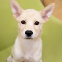茶色の子犬 まっちゃ君 ☆ 里親募集中！