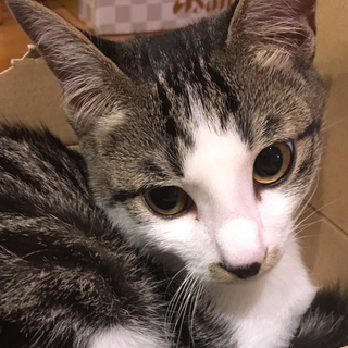 募集一時停止  優しいキジ白キキ君