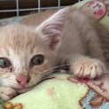 子猫拾いました。兄妹猫ちゃんです。