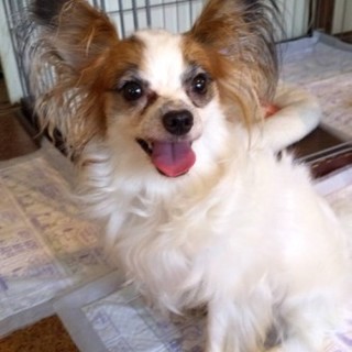 パピヨンのファラーシャちゃん