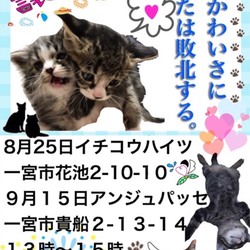 9/15＜いちのみや地域猫の会＞譲渡会