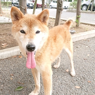 【時間がありません】柴風男の子