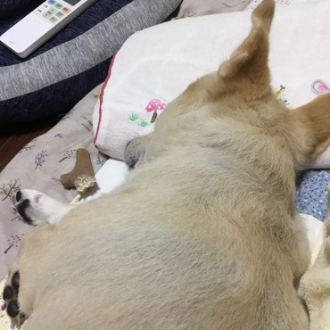 お姉ちゃんの枕を独り占め