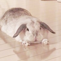 シューフルール