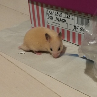 キンクマハムスターの子ハム里親になって下さる方