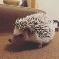 トトロくん