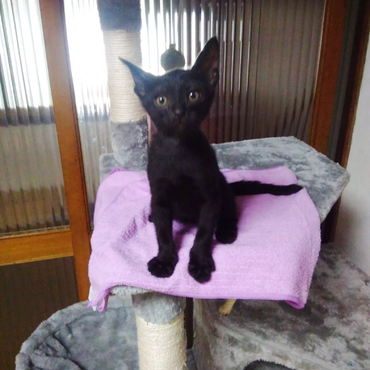 キャットタワーに登ってドヤ顔