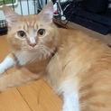 【お見合い決定！】5歳フサフサ雑種