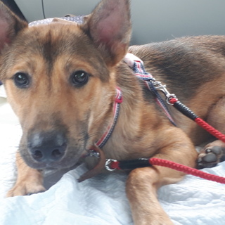 シェパード似の野良出身クリ君。愛知県