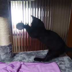 「キャットタワー」サムネイル2