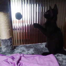 「キャットタワー」サムネイル3