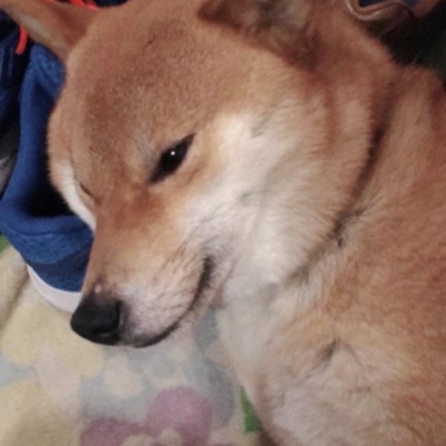 柴コウタのカバー写真