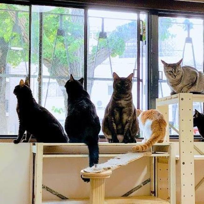 猫園おててのカバー写真