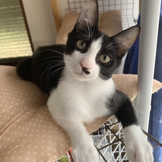 やんちゃくれ☆チョビスケ生後３ヶ月半