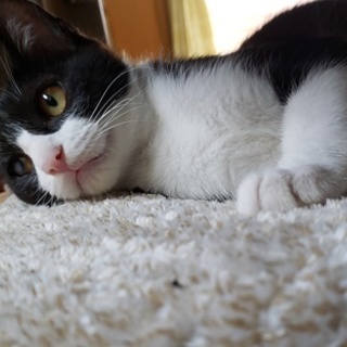 控え目な甘えたな女の子