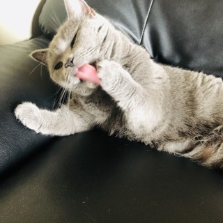 5歳ブリティッシュショートヘア