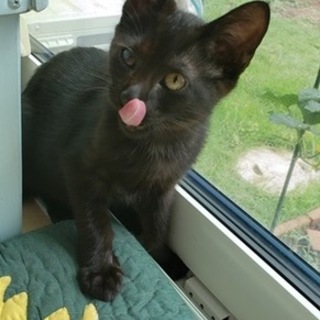 甘えん坊な黒猫　男の子