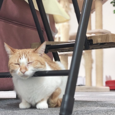 茶白のきくり、脚立で寝る