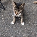 マンションの下で一生懸命生きてる可愛い子猫です