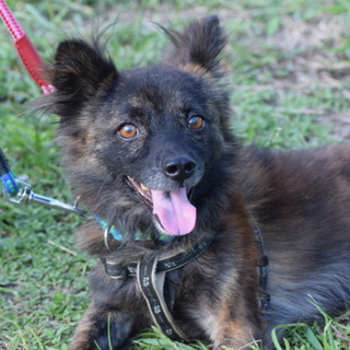 人が大好き4.3キロトラ柄♂