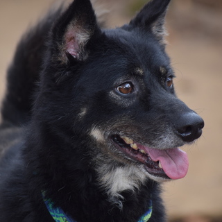 交渉中 人が大好き♂日向ぼっこ、散歩好き16キロ