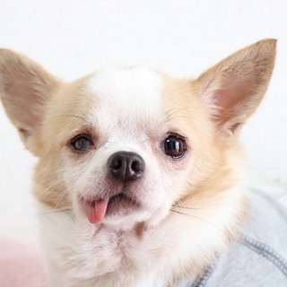 人が大好きニコニコ(^_-)-☆　コロンくん