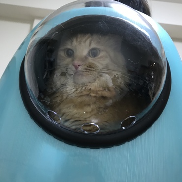 リュック型キャリーを買いました