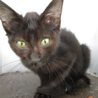 譲渡されました。