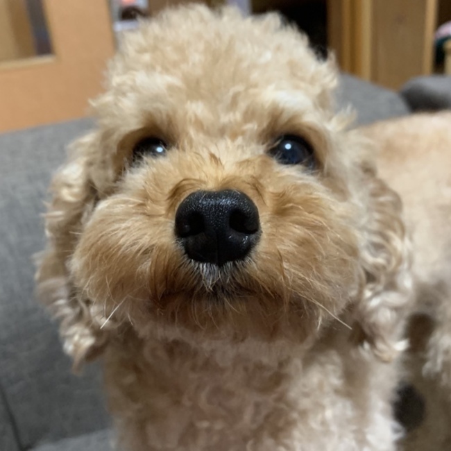 まひまひ0320のカバー写真