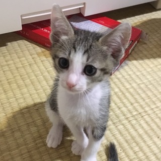 ７月11日生まれのカワイイ子猫です