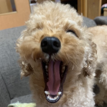 面倒だったのか撮影しようとするとアクビされました…