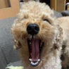 面倒だったのか撮影しようとするとアクビされました…