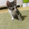 ７月11日生まれのカワイイ子猫です サムネイル2