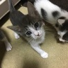 ７月11日生まれのカワイイ子猫です サムネイル3
