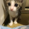７月11日生まれのカワイイ子猫です サムネイル4