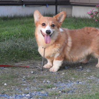 コーギー女の子