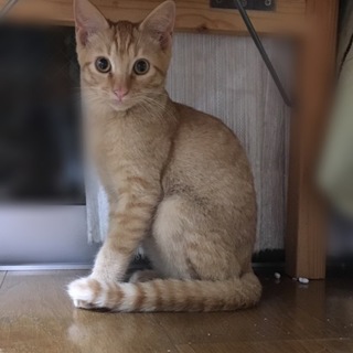 イケメン茶トラくんです