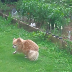 なっつ！危うし！！