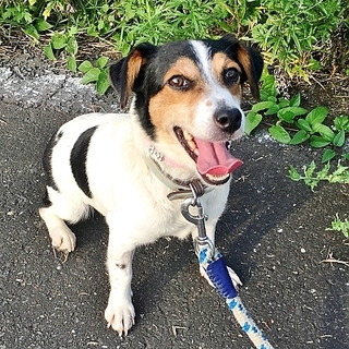 愛嬌者で、可愛くて、人懐こいJラッセル咲楽ちゃん♪