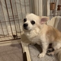 飼い主が亡くなった為緊急募集です。