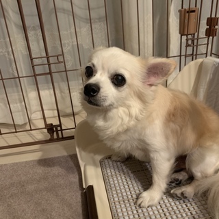 飼い主が亡くなった為緊急募集です。