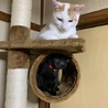 寝こたろう