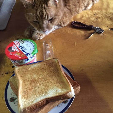 食パンはあげません